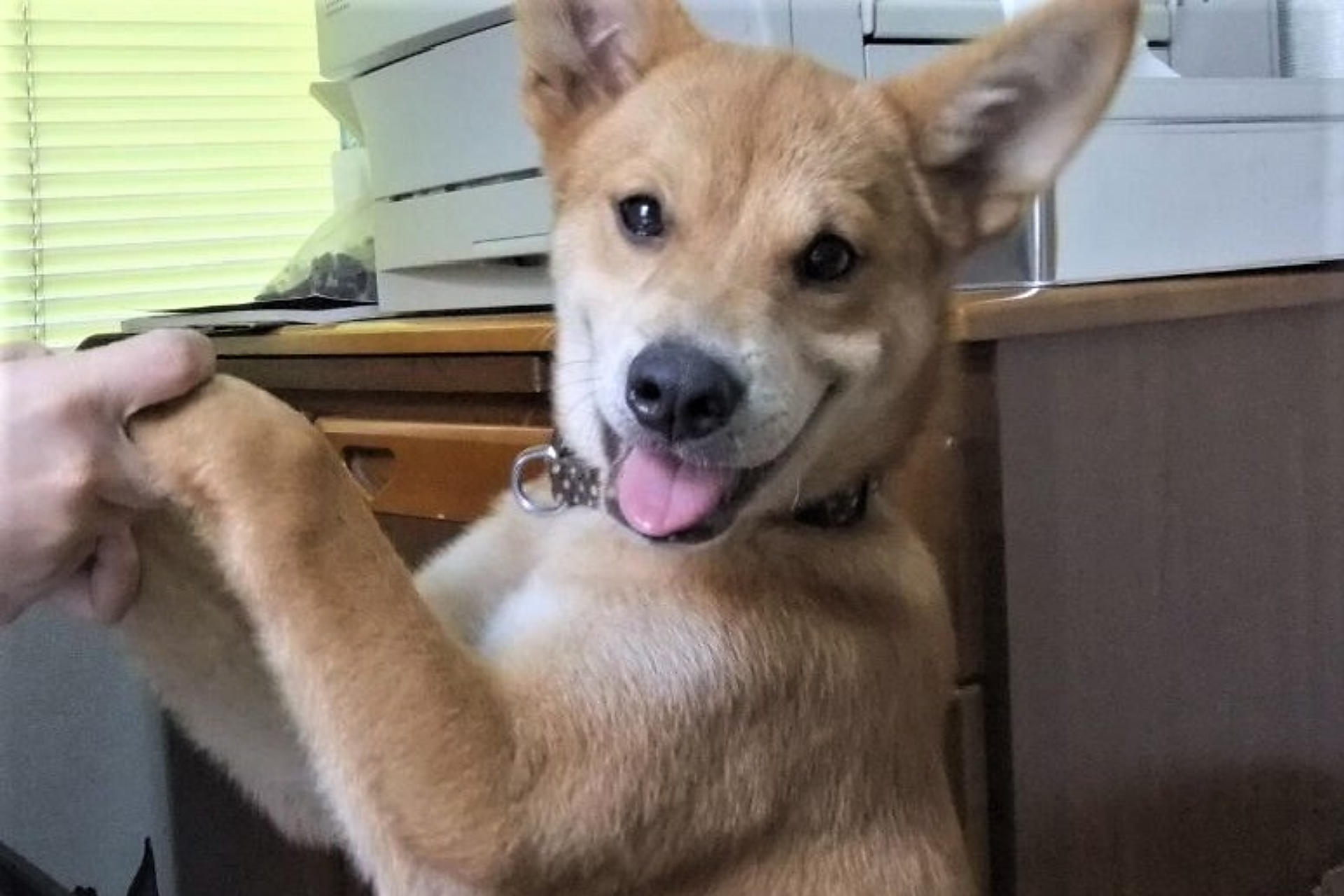 診療対象動物画像