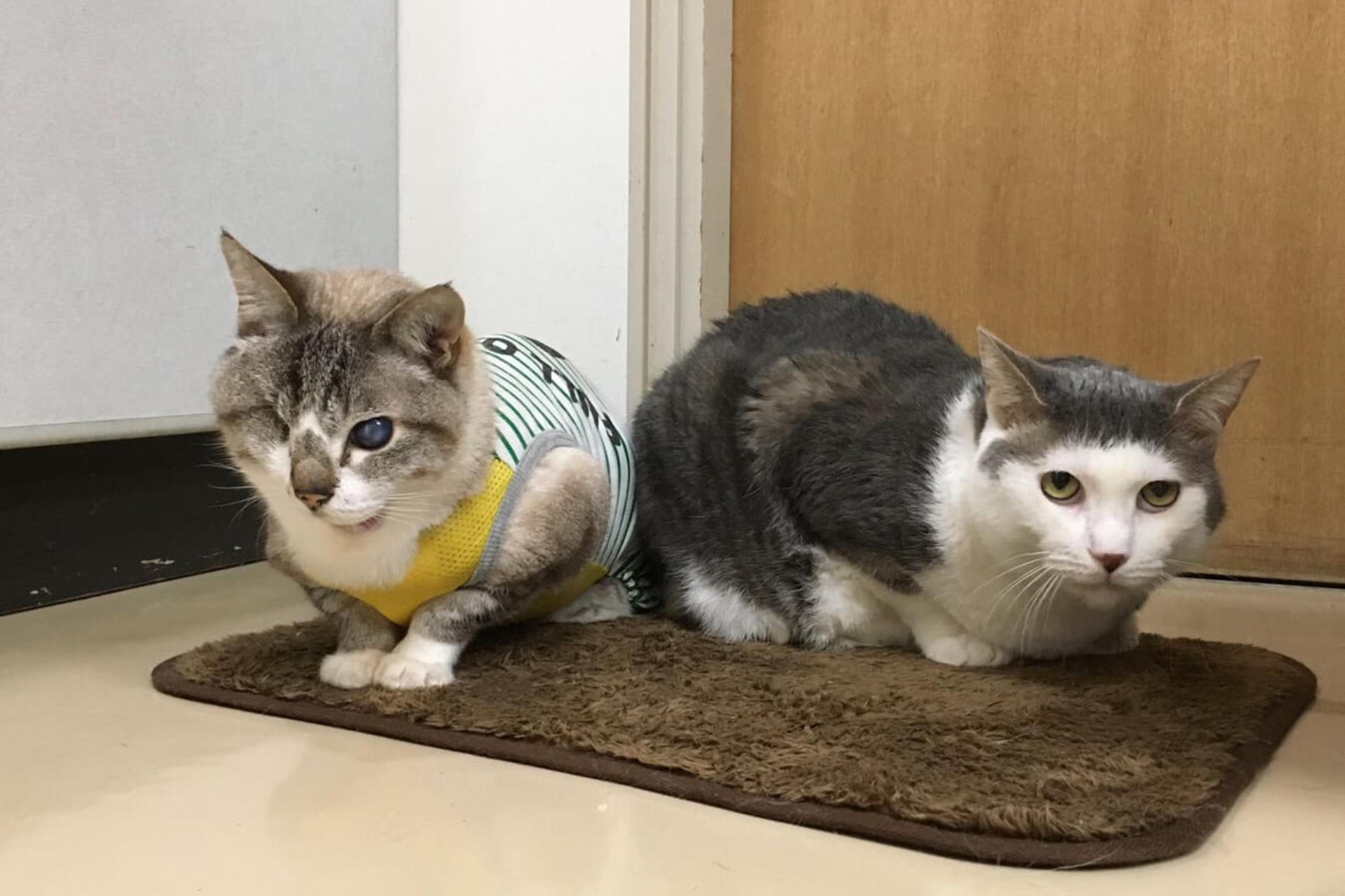 診療対象動物画像